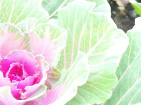 306973_10150855242021307_754889794_n